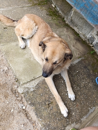 Domestic Dog