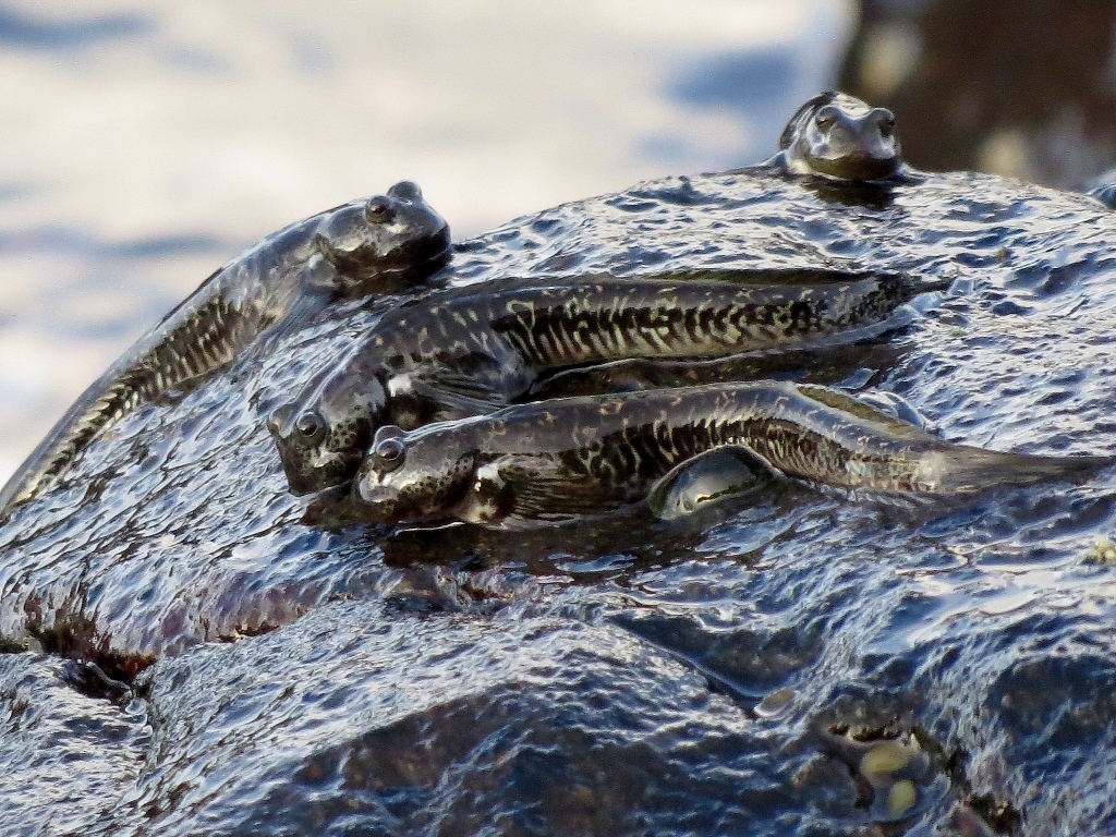 Scaleless rockskipper (Andamia heteroptera) — Blenniidae