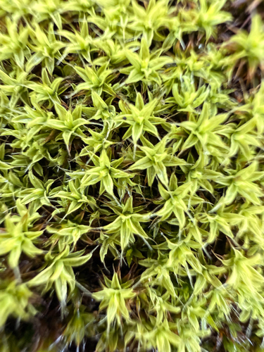 Bearded Screwmoss