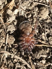 Cyclocosmia truncata