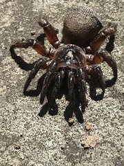 Cyclocosmia truncata