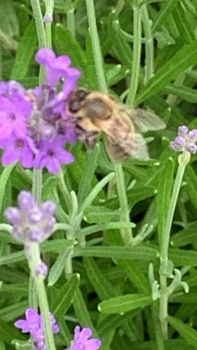 Western Honey Bee