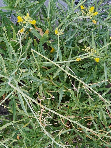 Roquette jaune