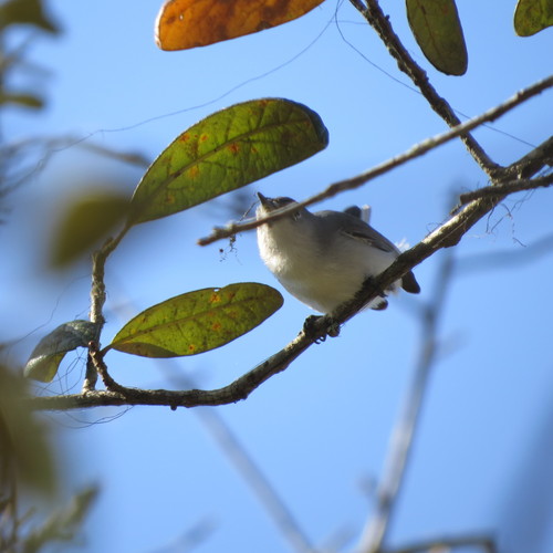 Polioptilidae image