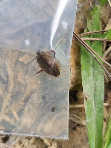 Cosmopolitan Diving Beetle