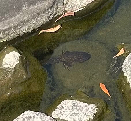American Bullfrog