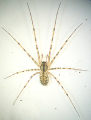 Megalepthyphantes nebulosus