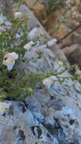 Antirrhinum hispanicum, photograph 2