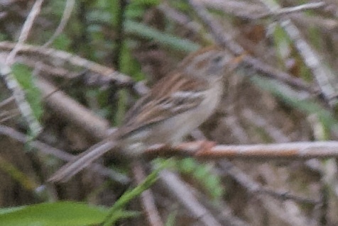 Field Sparrow