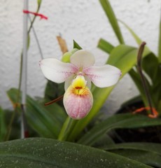 Phragmipedium schlimii