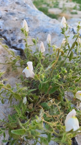 Antirrhinum hispanicum, photograph 3