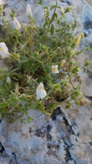Antirrhinum hispanicum, photograph (c) frangp, some rights reserved (CC BY)
