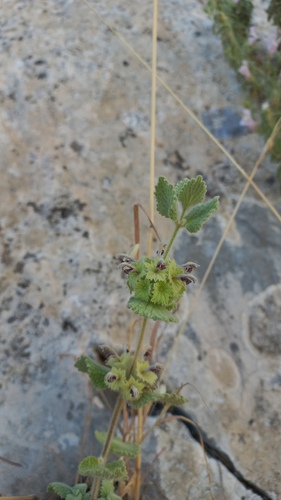 Pseudodictamnus hirsutus, photograph 3
