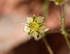 Eremogone macradenia