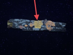 Pertusaria paratuberculifera