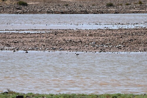 Red-necked Avocet