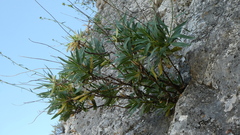 Bupleurum gibraltarium
