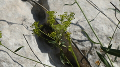 Bupleurum gibraltarium, photograph (c) frangp, some rights reserved (CC BY)