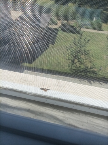 Yellow-legged Mud-dauber Wasp