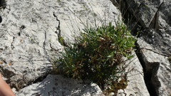 Bupleurum gibraltarium, photograph (c) frangp, some rights reserved (CC BY)