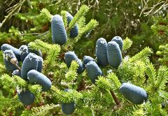Abies homolepis