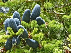Abies homolepis