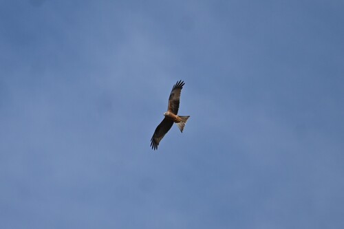 Black Kite