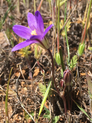Brodiaea