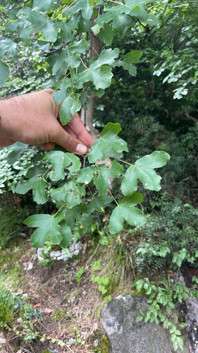 Montpellier Maple