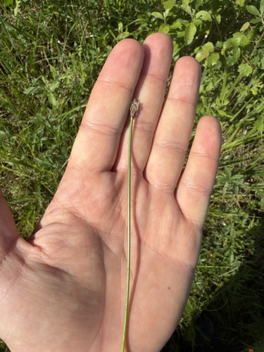 common spikerush