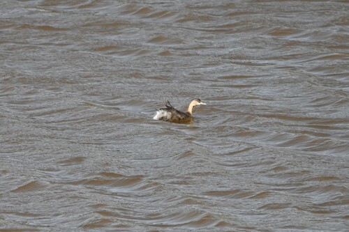 Hoary-headed Grebe
