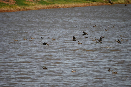 Grey Teal