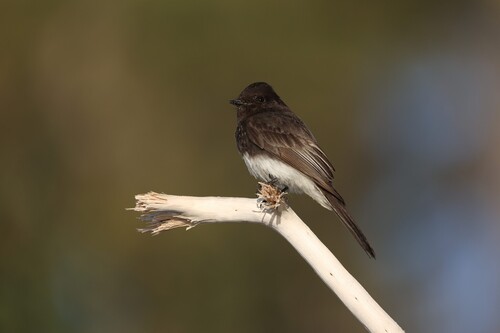 Black Phoebe