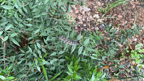 Spongy Moth