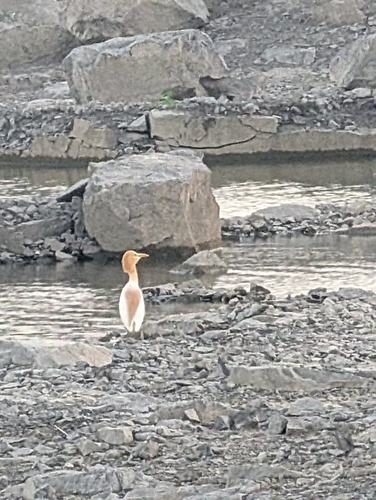 Eastern Cattle-Egret