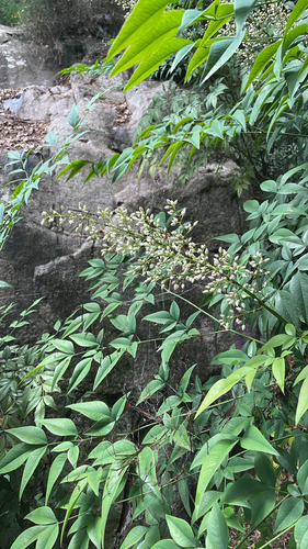 Heavenly bamboo