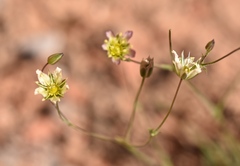 Eremogone macradenia
