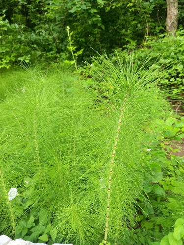 great horsetail
