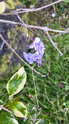 Duranta erecta observed 2026-06-12