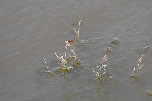 Red and Blue Damsel