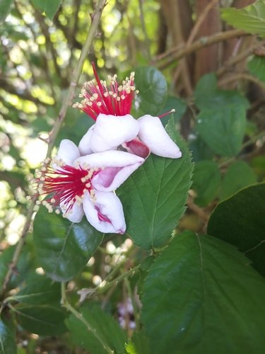 Feijoa