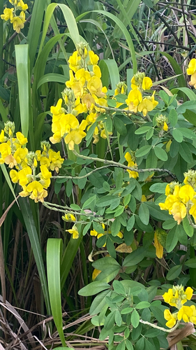 Crotalaria micans observed 2026-06-12