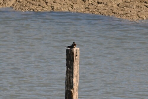 Welcome Swallow
