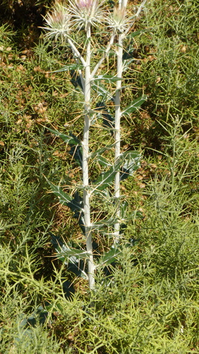 Ptilostemon hispanicus, photograph 6