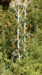 Ptilostemon hispanicus, photograph (c) frangp, some rights reserved (CC BY)