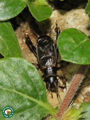 Velarifictorus
