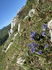 (c) Cenaida, some rights reserved (CC BY) Veronica satureiifolia, photograph (c) Cenaida, some rights reserved (CC BY)