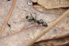 Formica subsericea