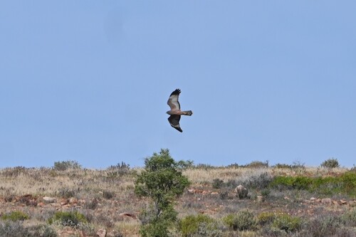 Spotted Harrier