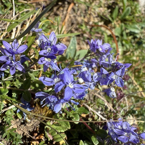 Veronica satureiifolia, photograph 4